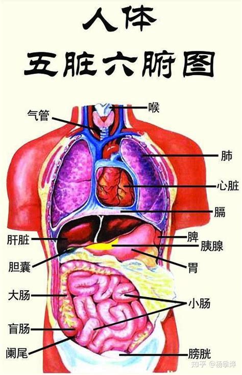 五臟六腑位置圖|【五臟位置】深入解剖！完整五臟位置圖，一看就懂身。